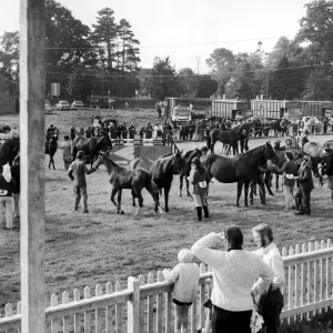 La Foire Agricole de Stokesley. Le vacarme du ring d'exposition pendant que les juments poneys.