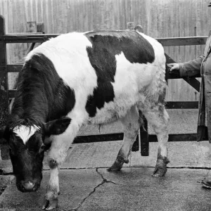 Stokesley cattle market. 1973
