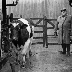 Stokesley cattle market. 1973