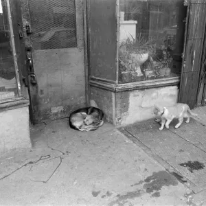 Print of a New York Street Scene with a Dog and Cat Print of a New York Street Scene with a Dog and Cat