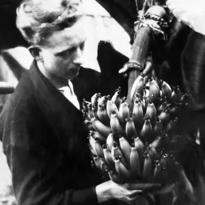 A successful bunch of bananas have been grown at Sefton Park glass house, Liverpool A successful bunch of bananas have been grown at Sefton Park glass house, Liverpool