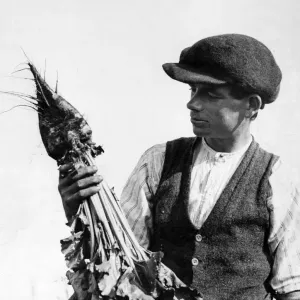 White Sugar Beet Print, 1st September 1925 White Sugar Beet Print, 1st September 1925