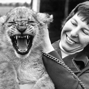 Sultan the Lion Cub at Lambton Pleasure Park Print 1975