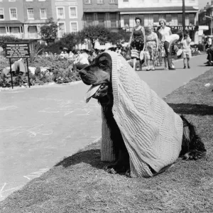 Summer scenes at Margate. Toby the spaniel enjoying the weather. 4th August 1964 Summer scenes at Margate. Toby the spaniel enjoying the weather. 4th August 1964