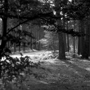 Sunlight dapples through the canopy of Oxshott Wood. Circa August 1936