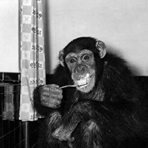 Susan the chimp brushes her teeth at night. March 1955