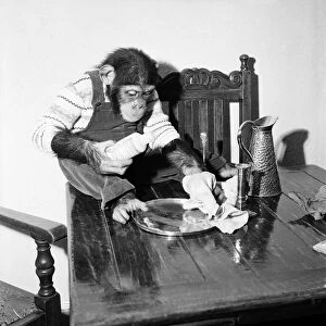 "Susan"pet. chimp of Miss Molly Badham seen here helping with the housework