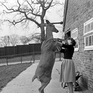 Susie the 18 month old red deer jumps up on a woman at Pets Corner in Chessington Zoo