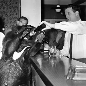 Susie the black bear taking her pint at the Swan Hotel. November 1965