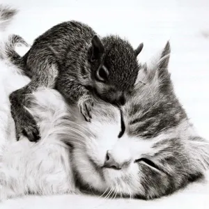 Susie the cat with her newly adopted orphaned baby squirrel at her home in Allenton