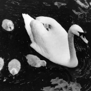 A swan giving one of her cygnets a ride on her back A swan giving one of her cygnets a ride on her back