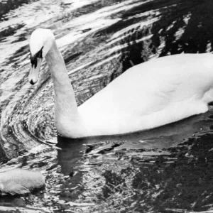 A swan swimming in the Ouseburn at Jesmond Dene with her cygnet A swan swimming in the Ouseburn at Jesmond Dene with her cygnet