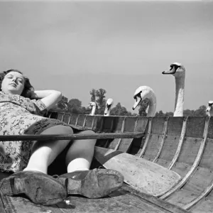 Swans looking at a woman asleep in a boat, on the River Thames, London, Circa 1946 Swans looking at a woman asleep in a boat, on the River Thames, London, Circa 1946