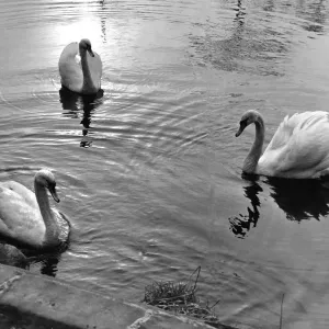 These three swans a serenely floating on Bolam Lake These three swans a serenely floating on Bolam Lake