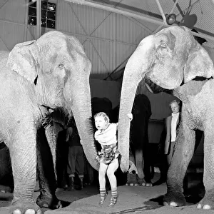 Swinging on the "Stars". The two ton elephants Hungoly (left