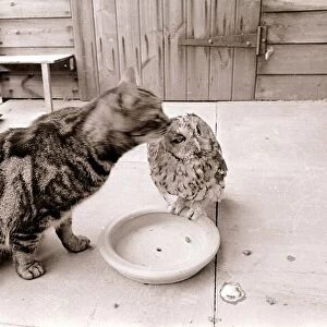 Tabby Cat kissing Owl March 1966
