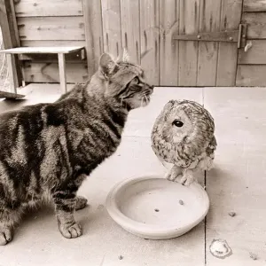 Tabby Cat with Owl March 1966