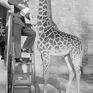 A Tall Order Gerd Zellmer the Giraffe Keeper at Bristol Zoo seen here feeding