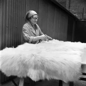 Taxidermist Workshop. January 1960 A715-021