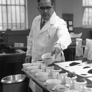 The tea taster at work. A sip, a quick taste and Mr Edward Pedvin, of Hollywood The tea taster at work. A sip, a quick taste and Mr Edward Pedvin, of Hollywood