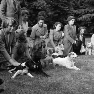 Teaching dogs obedience in Cassiobury Park, Watford, Mrs Barbara Woodhouse (not pictured)