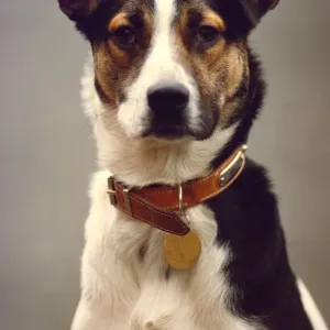 This terrier cross has one ear open ready for commands