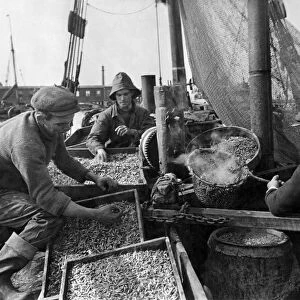 Thames yields harvest of shrimps at Gravesend, Kent Skipper Henry Sutherland is