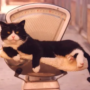 Thomas the cat on a set of scales Thomas the cat on a set of scales