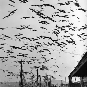 Des milliers d'ailes qui tournent à grande vitesse assombrissent le ciel tandis que les charognards de la mer et de la côte fondent sur les poissons.