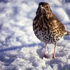 A thrush in the snow December 1979 A thrush in the snow December 1979