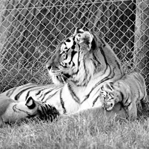 Tiger cubs at Longleat. 3 Sibirian tiger cubs plus loving male and female tigers