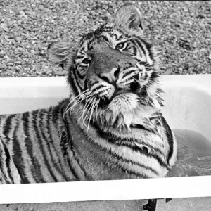 A Tiger Takes a Bath Print, 1st July 1983 A Tiger Takes a Bath Print, 1st July 1983