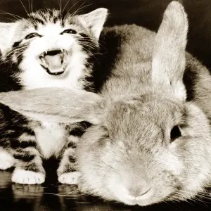 A tiny kitten and a large rabbit circa 1975