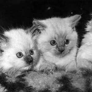 The three tiny kittens whose birth has made history in the cat world