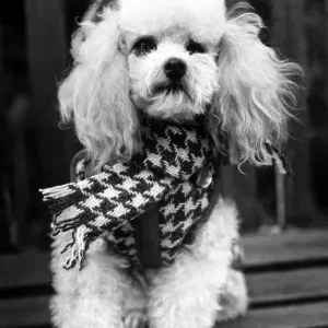 Tiny poodle Merymorn Lori models the latest in doggie fashions - a black Tiny poodle Merymorn Lori models the latest in doggie fashions - a black