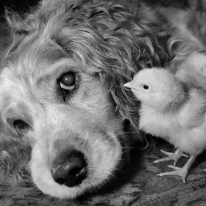 Tired looking dog lying down on the carpet with two young chicks for company