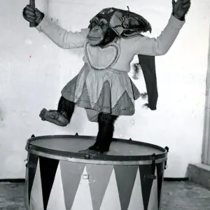 Toby the Chimp at Belle Vue Circus, January 1960 Print Toby the Chimp at Belle Vue Circus, January 1960 Print