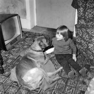 Toby the playful boxer dog content to receive sympathetic attention from his two years