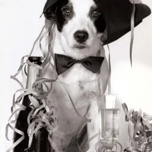 Toby the terrier wearing a party hat and next to a bottle of champagne after his owner