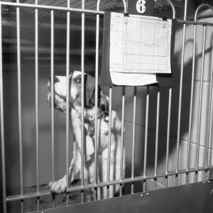 Tobys in the doghouse. 19th March 1954 They took my temperature and they said Tobys in the doghouse. 19th March 1954 They took my temperature and they said
