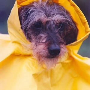 Toffy the miniture Dachshund modeling her new raincoat