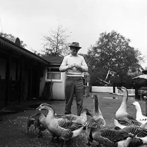 Tommy Steele, who is to appear in Panto, has fun with some geese in Battersea Park