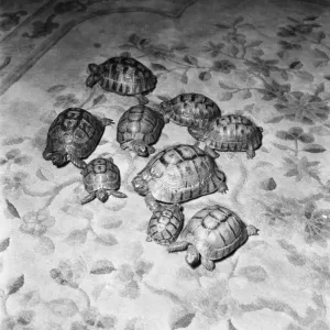 Tortoises Print, 16th September 1960 Tortoises Print, 16th September 1960