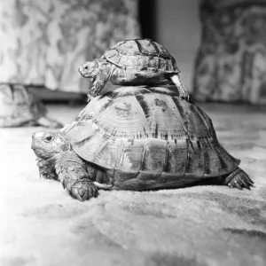 Tortoises, 16th September 1960 Tortoises, 16th September 1960
