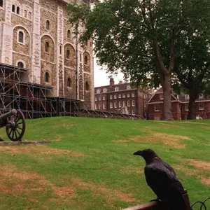 Tower of London Ravens Tower of London Ravens