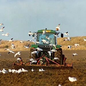 A tractor sowing seed in a field followed by a flock of birds