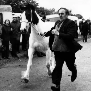 This trader shows off his horse to potential buyers at the Applby Horse Fair in This trader shows off his horse to potential buyers at the Applby Horse Fair in