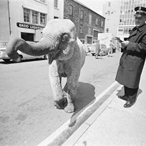 Traffic Warden tries to ticket an elephant which had stopped on a single yellow line in