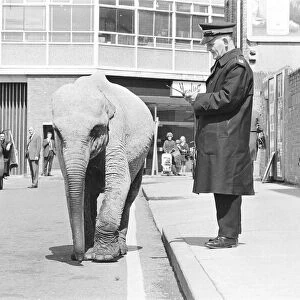 Traffic Warden tries to ticket an elephant which had stopped on a single yellow line in