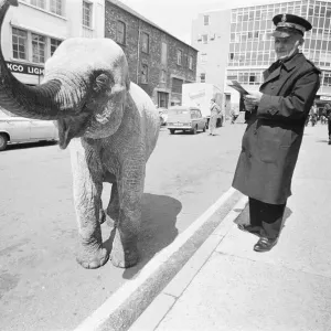 El guardia de tráfico intenta multar a un elefante que se había detenido en una línea amarilla única en.